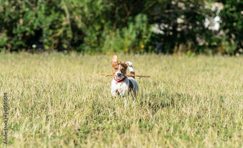 pies zwierzak domowy jack russel terrier © Nikodem