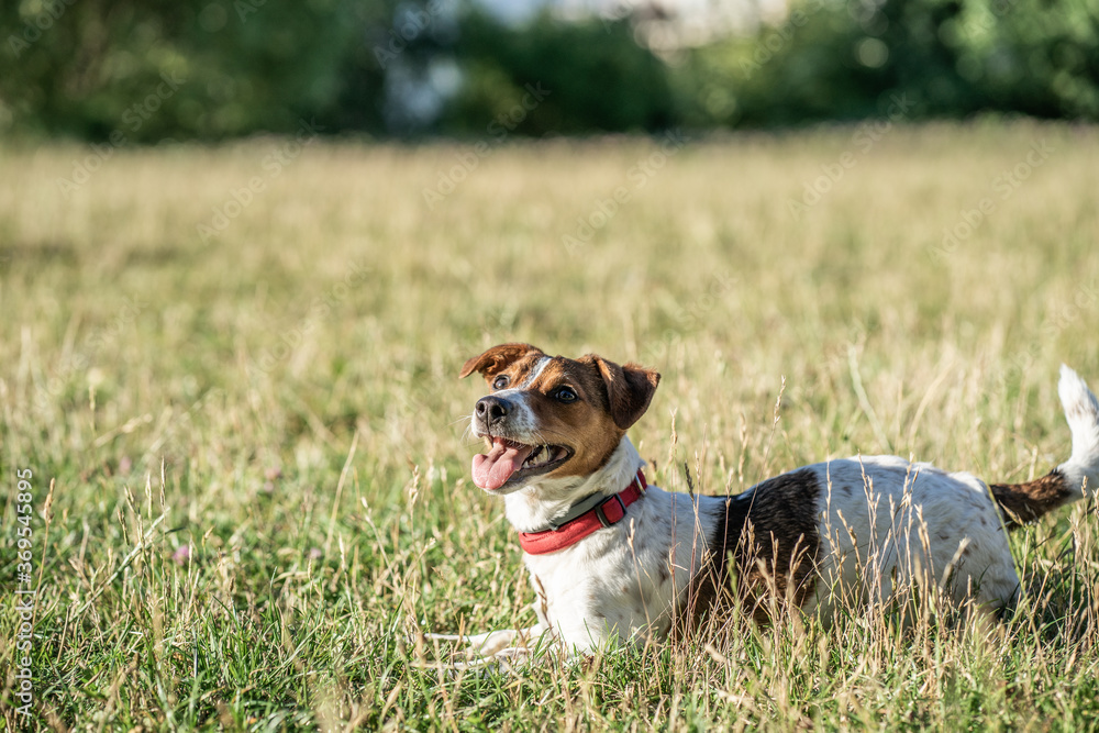 pies zwierzak domowy jack russel terrier pies zwierzak domowy jack russel terrier