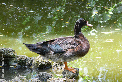 El pato es un ave que pertenece a la familia de las anátidas y que, por lo general, vive cerca del agua (los patos son palmípedos: cuentan con los dedos unidos para nadar con mayor facilidad)