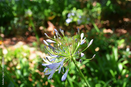 Flor lila parque de Maria luisa,sevilla,españa