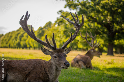 Amazing deer stag with majesty antlers portrait laying in the nature, park, meadow