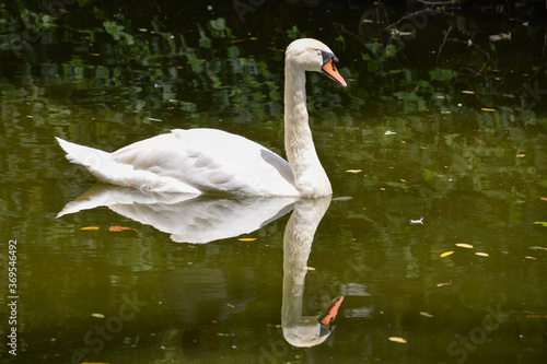 El cisne (Cygnus) es una gran ave acuática estrechamente relacionada con los gansos y patos