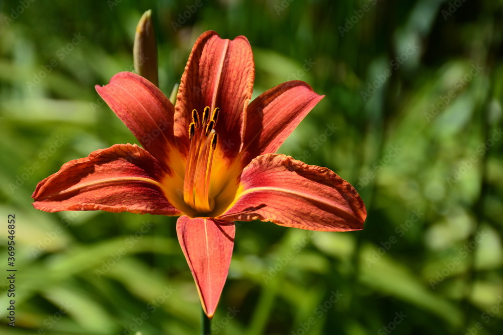 The vinous daylily against the background of the surrounding greenery. The vinous daylily against the background of the surrounding greenery.