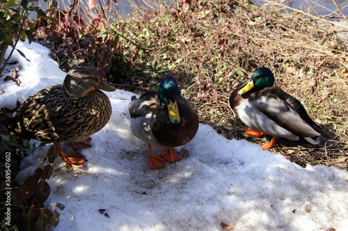 ducks at winter