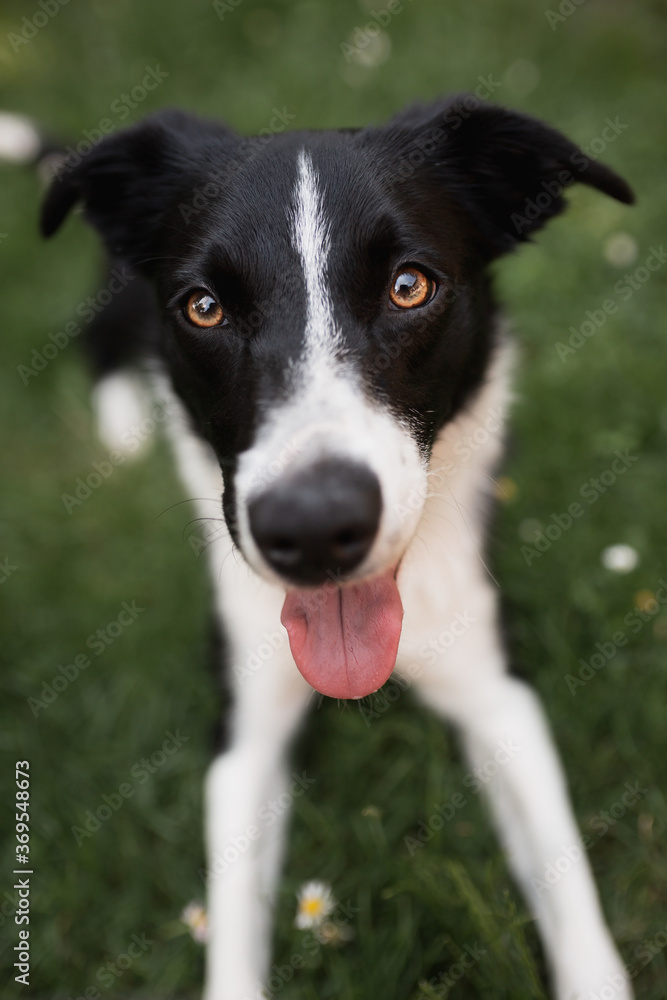 black and white border collie dog laying in the grass in the garden looking happy smiling