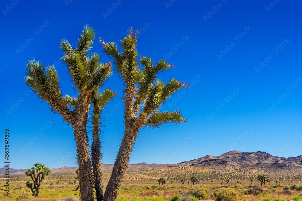 A lone Joshua Tree in the Mojave Desert
