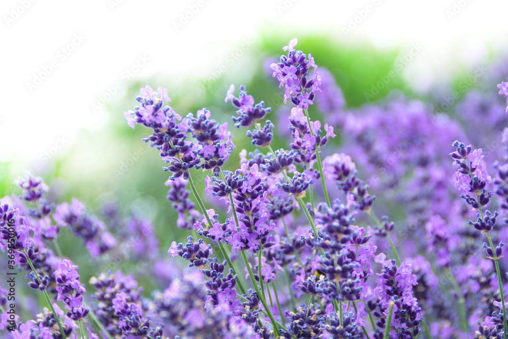 Obraz premium Field of Lavender, Lavandula angustifolia, Lavandula officinalis , on white background