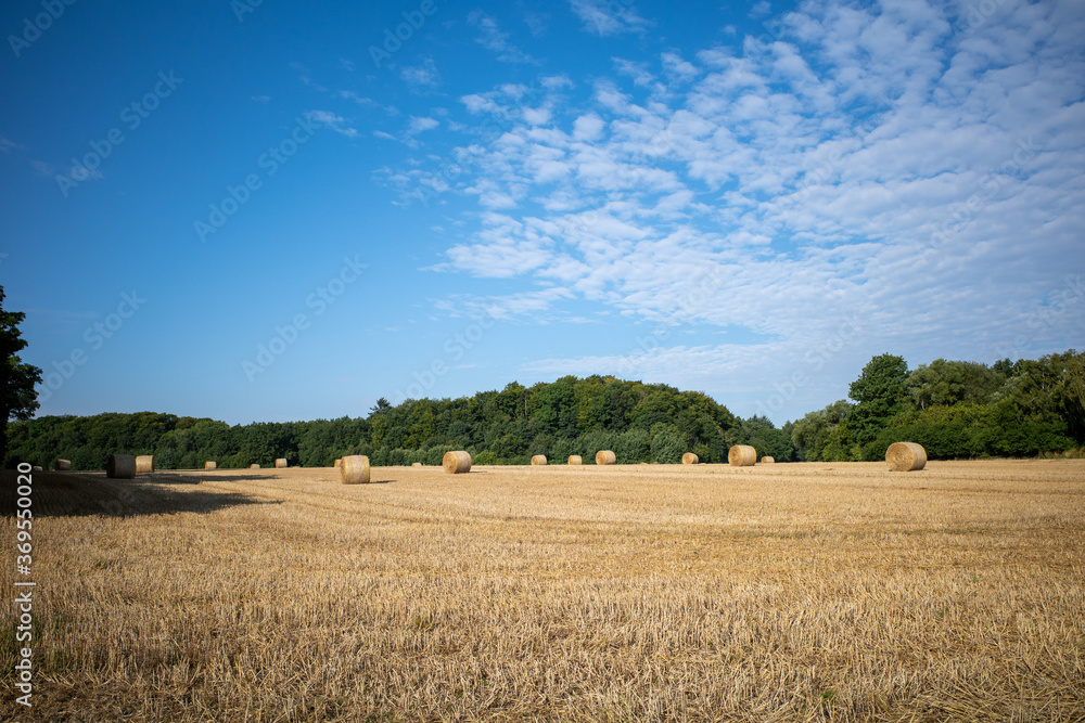 on  mown grain field lie round pressed bales of straw and the sky is blue