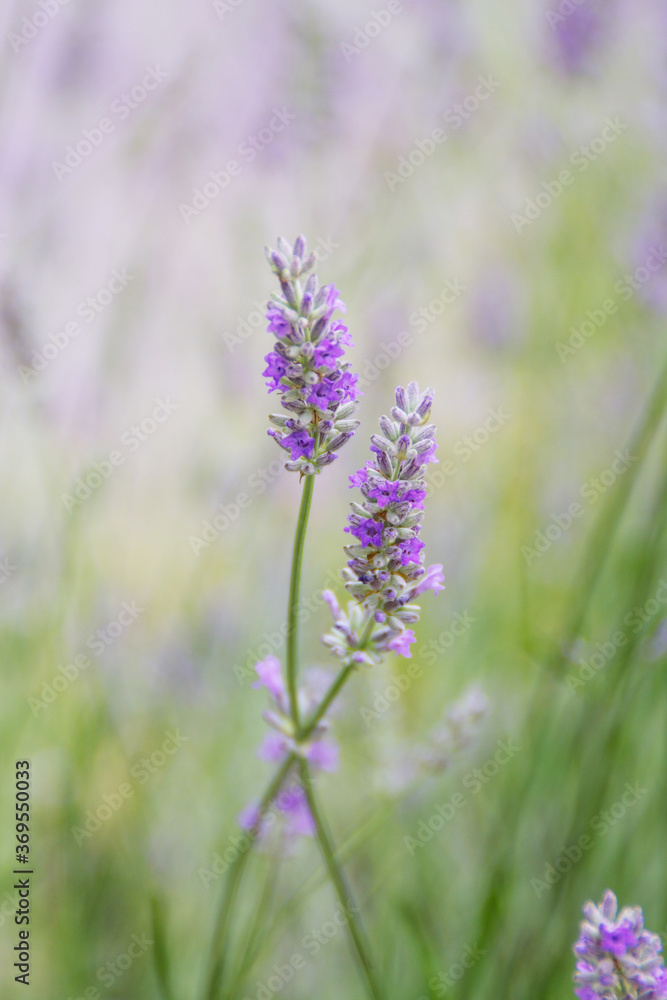 Obraz premium Field of Lavender, Lavandula angustifolia, Lavandula officinalis 
