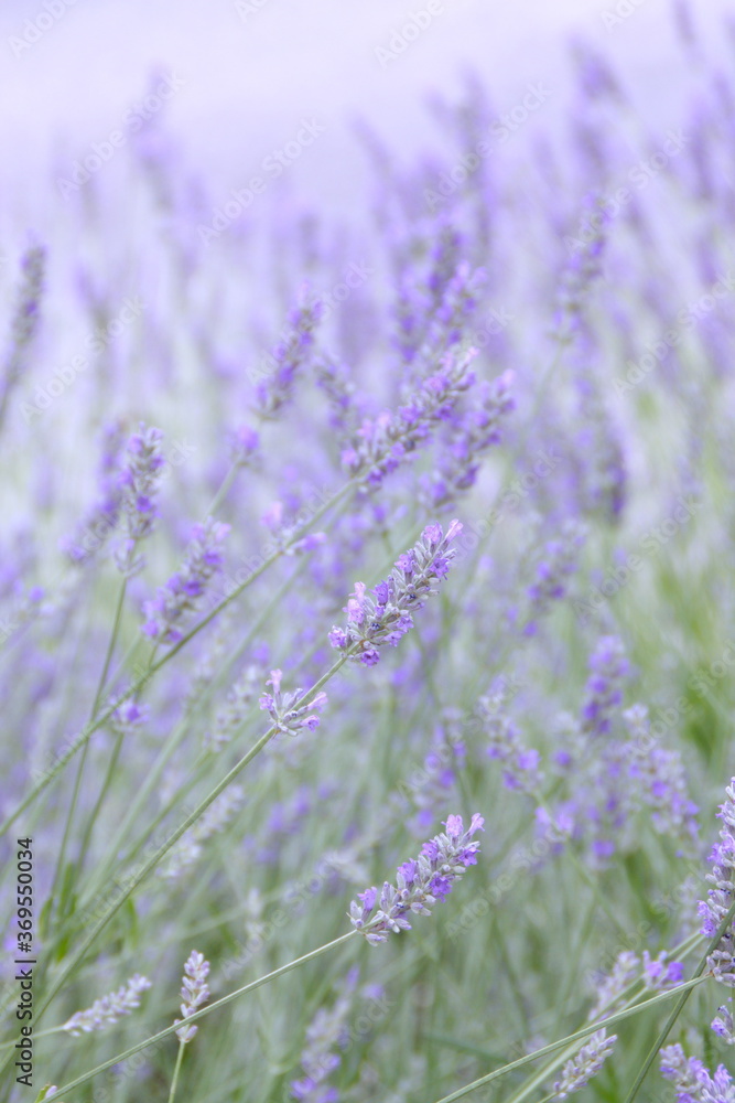 Fototapeta premium Field of Lavender, Lavandula angustifolia, Lavandula officinalis 