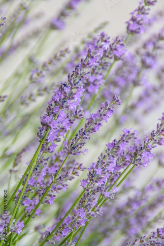 Field of Lavender  Lavandula angustifolia  Lavandula officinalis 