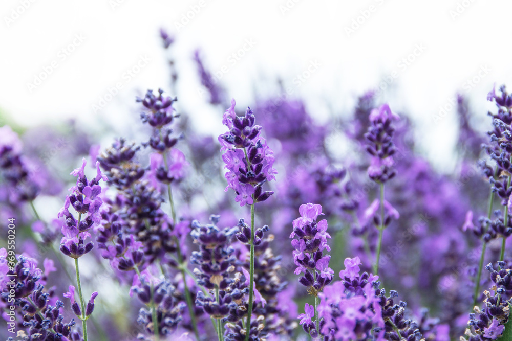 Obraz premium Field of Lavender, Lavandula angustifolia, Lavandula officinalis , on white background
