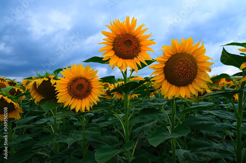 Sunflower field landscape. field of blooming sunflowers on a background sunset. Sunflower natural background  . High quality photo