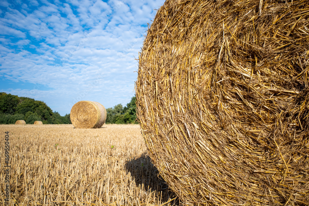 on mown grain field lie round pressed bales of straw and the sky is blue on mown grain field lie round pressed bales of straw and the sky is blue