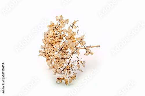 Dried yellow inflorescences of Achillea millefolium or hydrangea, isolated against a white background. The seed heads form a frame.