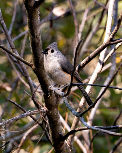 Titmouse bird stock photos. Image. Picture. Portrait. Close-up profile view. Perched on a branch with blur background.