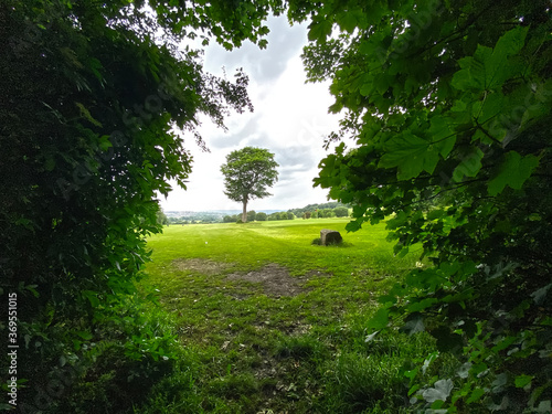 View between two trees, of a single tree, on farmland, with trees and fields, in the distance in, Calverley, Leeds, UK photo