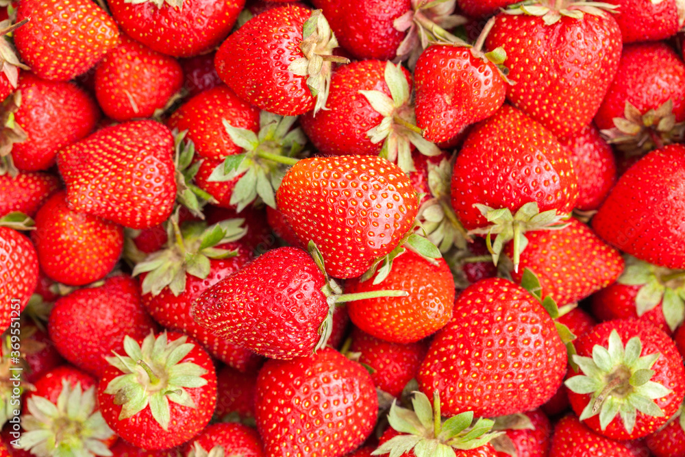 Freshly harvested Red Strawberries, Juicy Strawberries directly above Freshly harvested Red Strawberries, Juicy Strawberries directly above