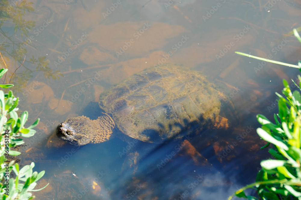 Turtle Snapping turtle photo. Snapping turtle in the foggy water close-up profile. Turtle Snapping turtle photo. Snapping turtle in the foggy water close-up profile.