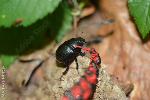 Wallpaper Mural Black beetle on leaves in summer forest Torontodigital.ca