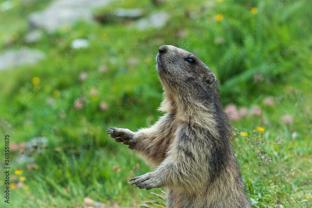 Fototapeta premium Wild Alpine marmots, Saas-Fee, Switzerland, Europe. Marmots are not afraid of people and begging for food near their burrow at a steep alpine slope near Spielboden gondola lift station in Saas-Fee