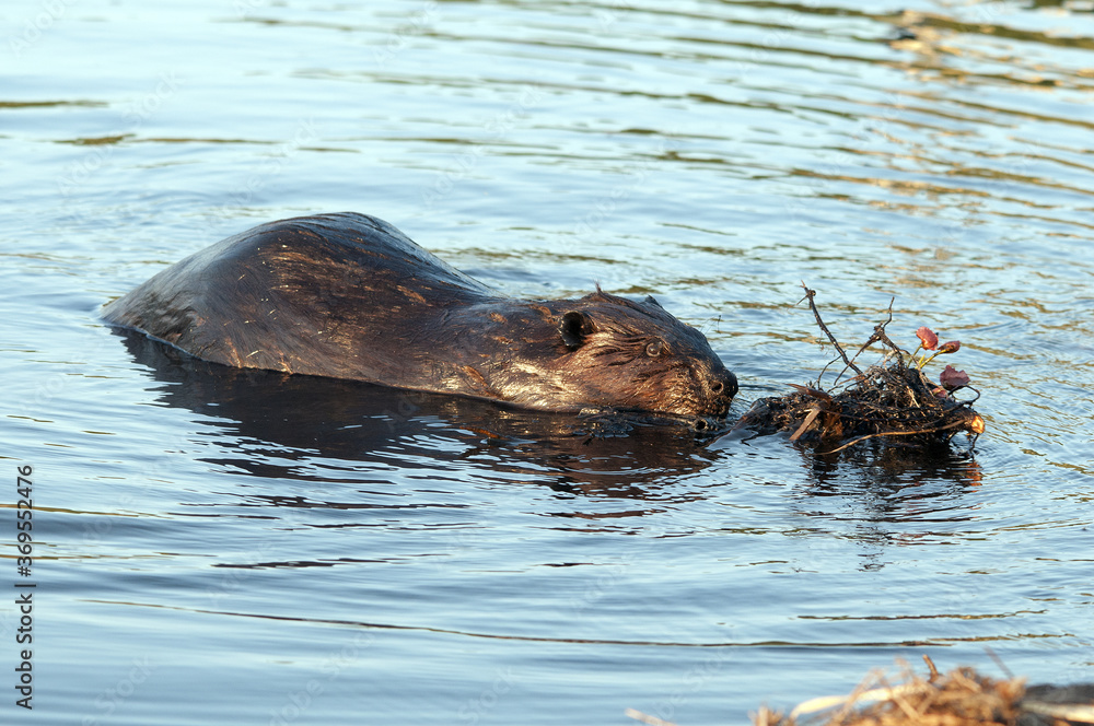 Fototapeta premium Beaver Stock Photos. Beaver with mud to build lodge. North American beaver. Fur trade economy. Image. Picture. Portrait. Water background. Valuable fur.