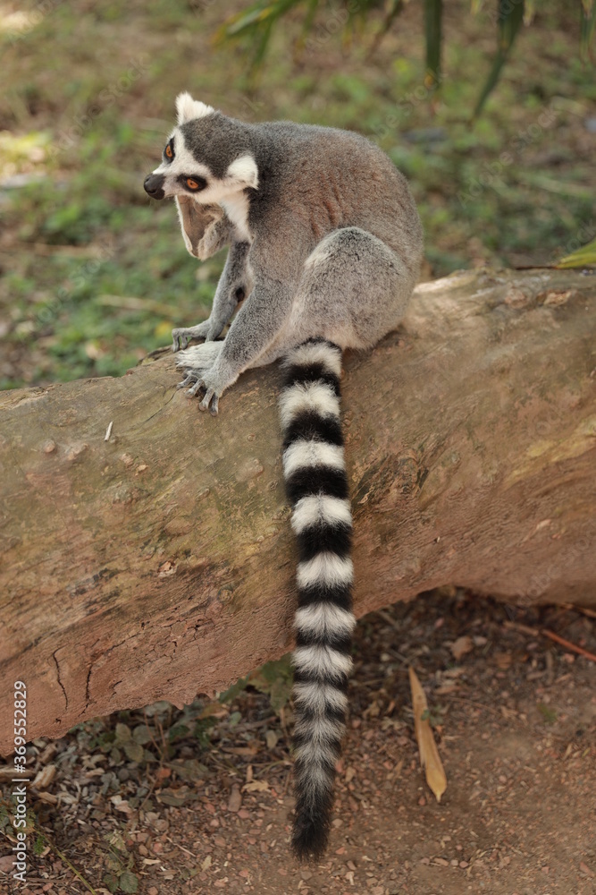 Fototapeta premium Ring-Tailed Lemur (Lemur catta) in nature, green background, funny wild animal