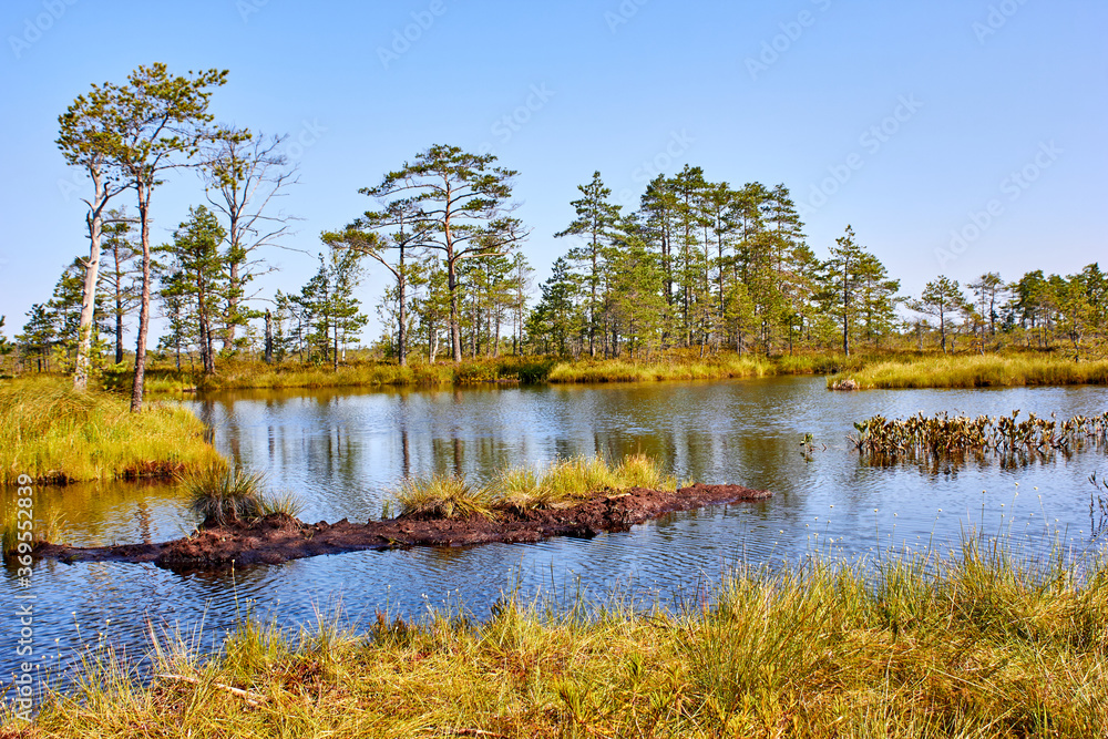 Small lake with some trees in the swamp 