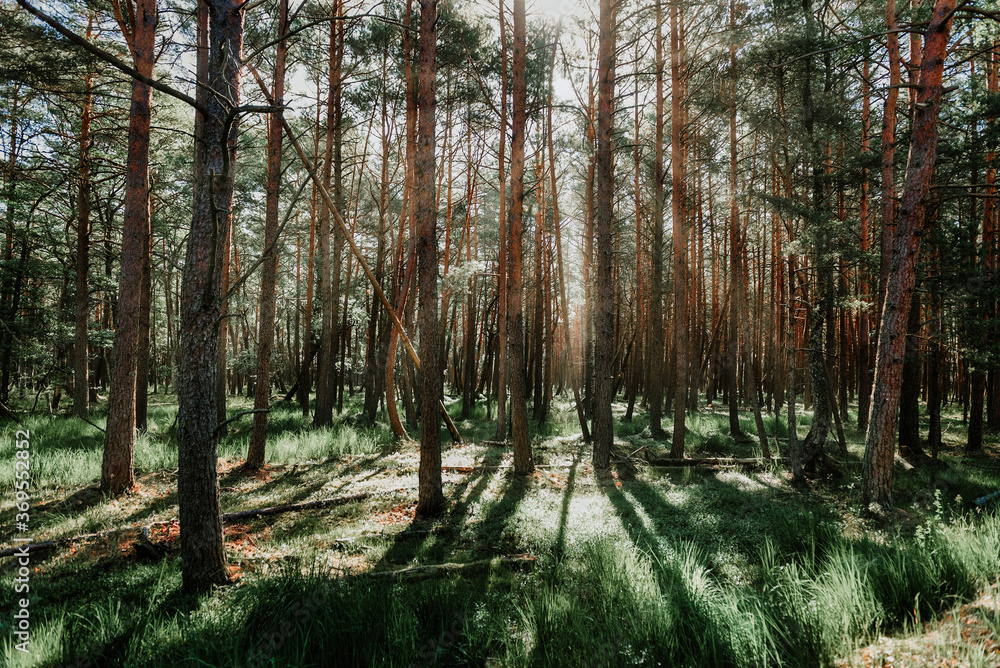 Obraz premium Scenic forest. Vintage forest background.