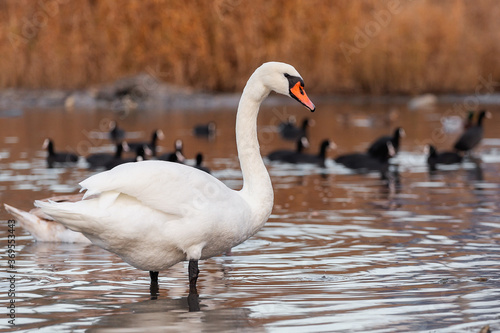 A white Mute Swan Cygnus olor stands in a pond.There are many black coots Fulica atra swimming nearby. Swans are graceful and beautiful monogamous birds.