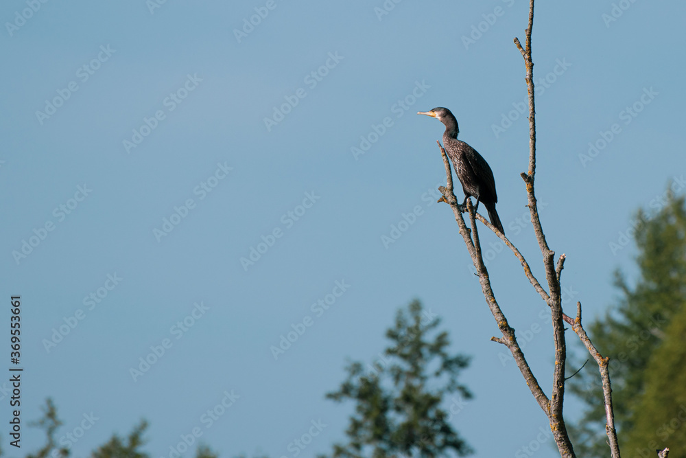 black cormorant sitting on a branch looking for prey black cormorant sitting on a branch looking for prey
