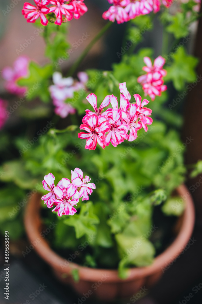 Beautiful pink geranium grows and blooms in a pot. Ornamental flowering plant.