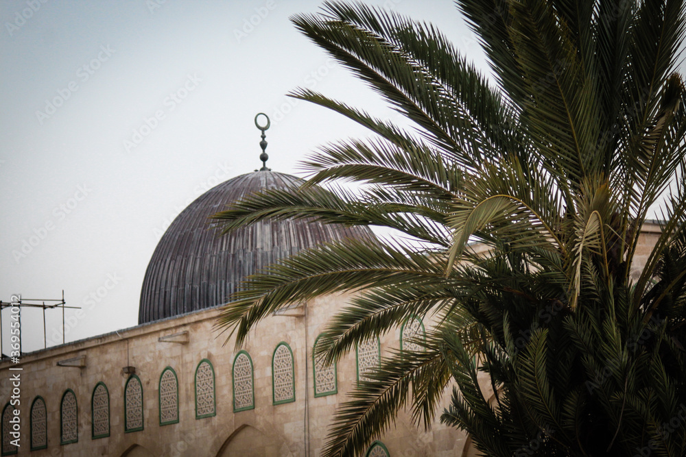 palm trees in alaqsa mosque in jerusaalem