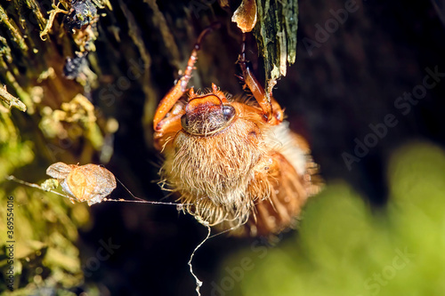 Gerippter Brachkäfer / Junikäfer ( Amphimallon solstitiale ). photo