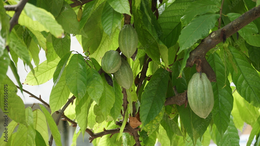 Green chocolate (cocoa) fruit on the tree Green chocolate (cocoa) fruit on the tree