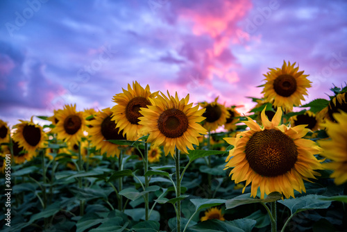 
Sunflower field during sunset , Balkan ,  