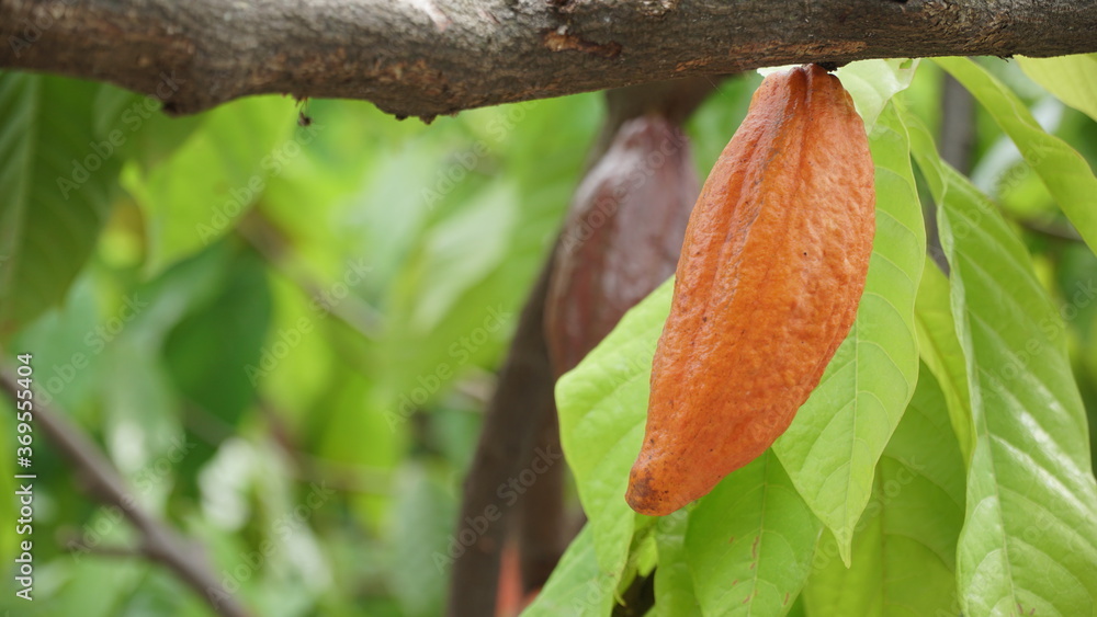 Ripe chocolate (cocoa) fruit on the tree Ripe chocolate (cocoa) fruit on the tree