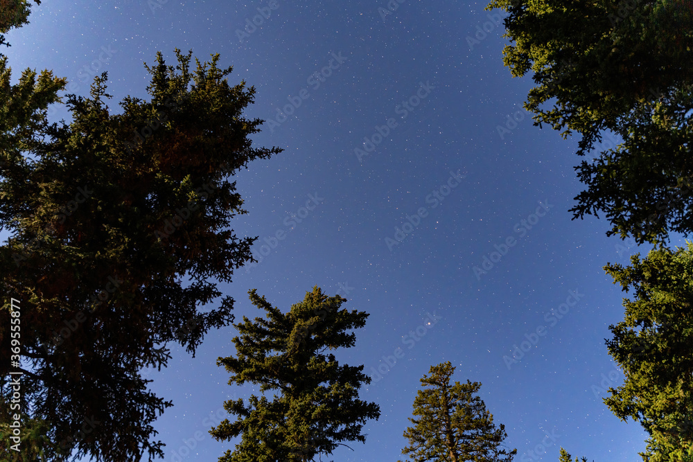 Looking up the starry sky in the forest at Duck Creek Campground Looking up the starry sky in the forest at Duck Creek Campground
