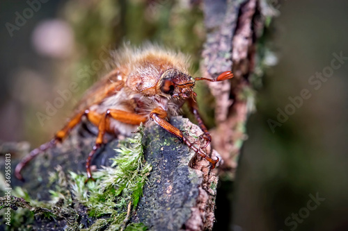 Gerippter Brachkäfer / Junikäfer ( Amphimallon solstitiale ).  © Michael