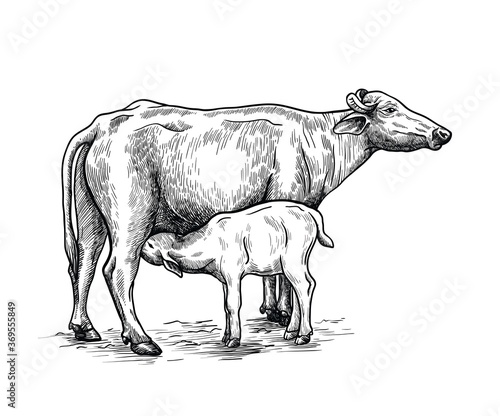 breeding cow. animal husbandry. livestock illustration on a white