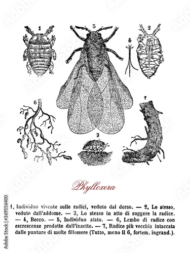 Fotografie Grape phylloxera, an insect related to aphids, a pest infestation of vineyards a