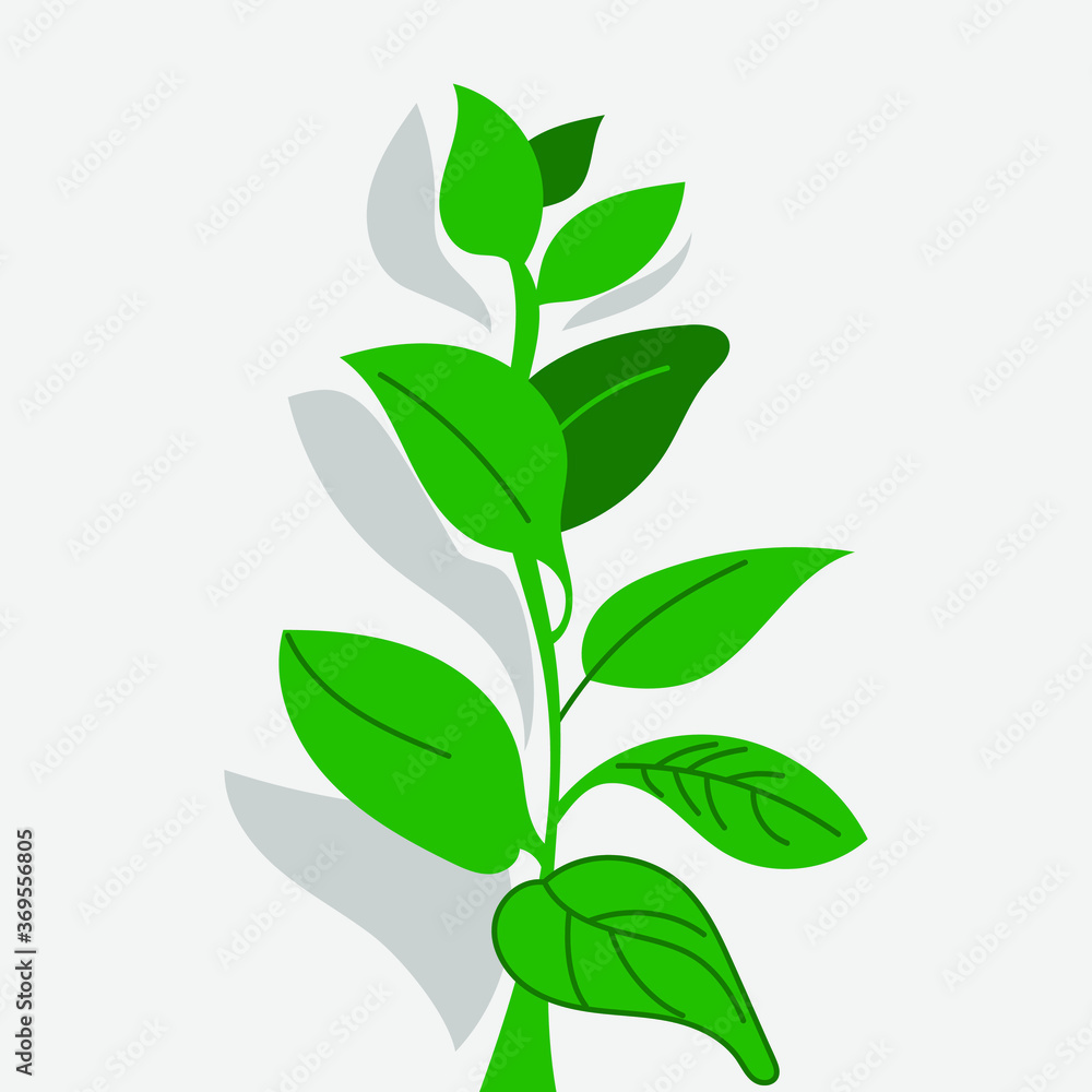 Green plant with shadow on a gray wall background