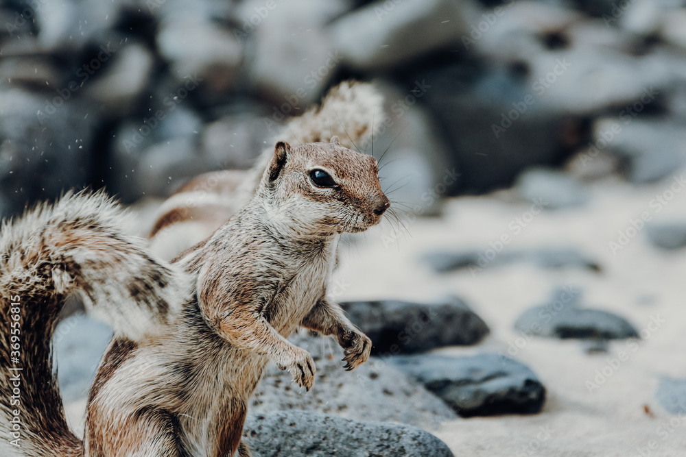 Obraz premium Small cute chipmunk animal portraiture on the beach of Esquinzo, Fuerteventura, Canary Islands, Spain. Wildife travel photography concept.