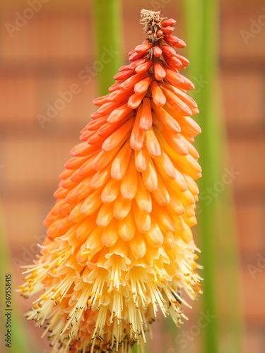 Kniphofia is a perennial plant. The flower blooms.