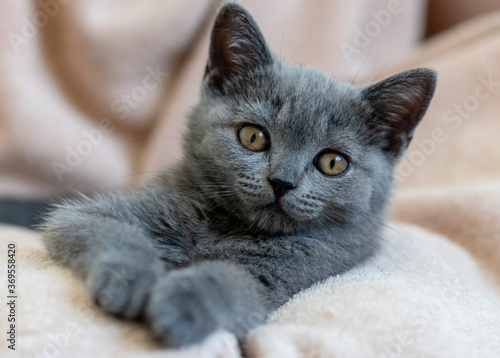 Portrait of cute blue british short hair kitten. Selective  focus.