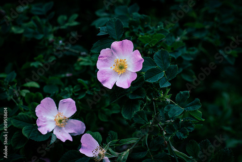 Cold flowers