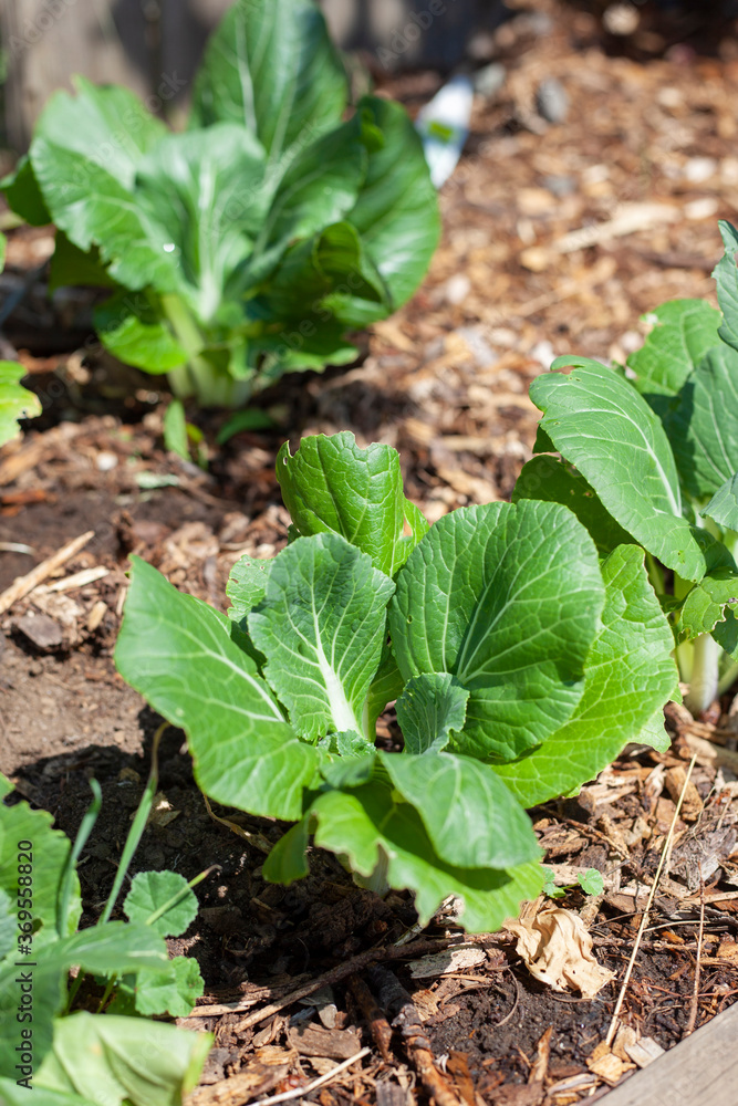 Chinese cabbage in home garden Chinese cabbage in home garden