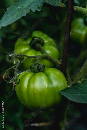 Green tomatoes on a branch. Summer in the country. Organic food. Vertical photo