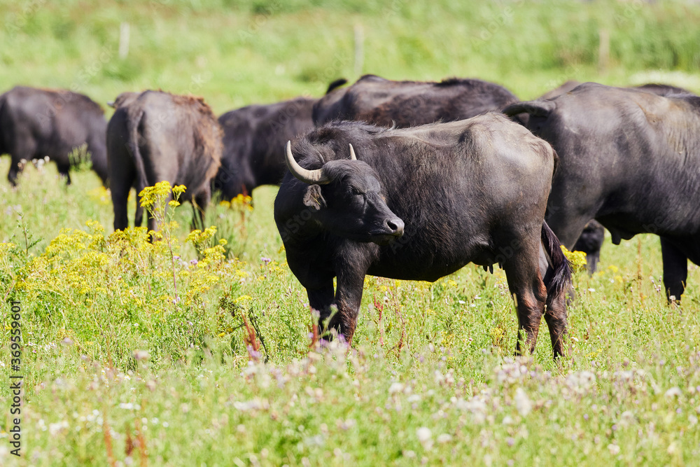 Herd of domestic buffalo cows standing close together in a meadow surrounded by white and yellow flowers Herd of domestic buffalo cows standing close together in a meadow surrounded by white and yellow flowers