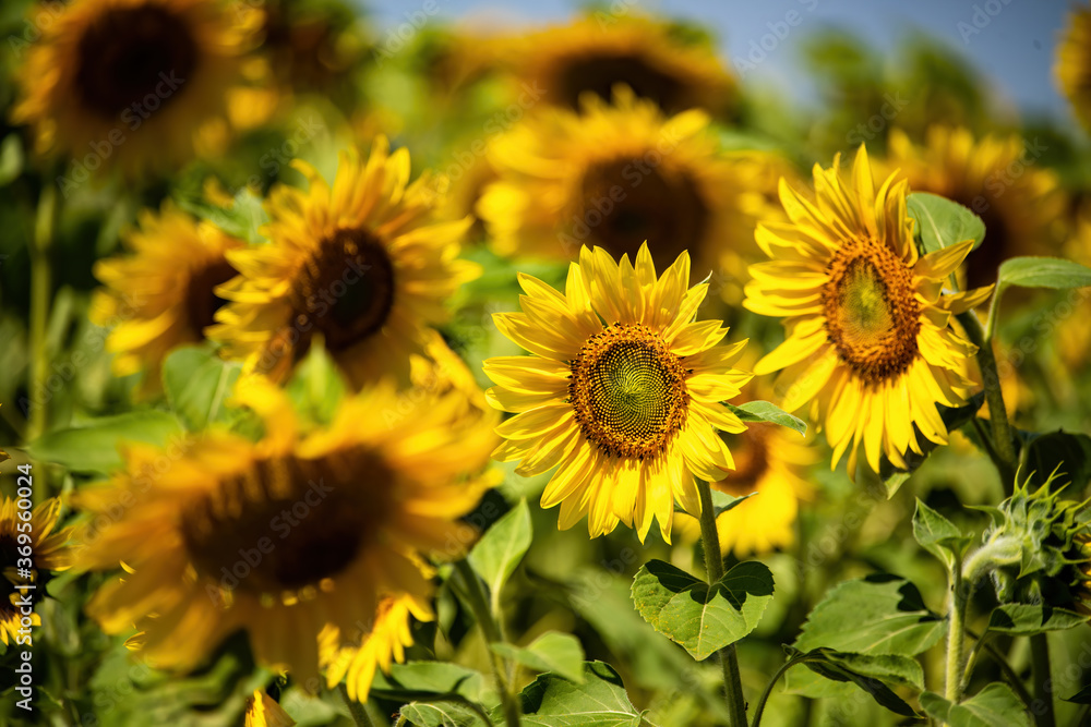 Beautiful blooming sunflowers on the field. Harvest concept background Beautiful blooming sunflowers on the field. Harvest concept background